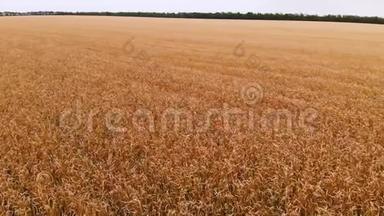 从成熟的麦田鸟瞰。 小麦的全景运动。 农业生产面包4k决议