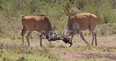 Cape Eland，taurotragusoryx，Males Fight，肯尼亚内罗毕公园，肯尼亚马赛马拉公园