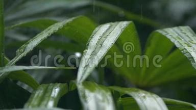 在夏季季风强降雨期间，<strong>雨水</strong>落在绿叶上的细节。 水滴洗树