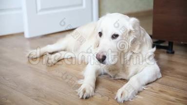 家庭中宠物的<strong>幸福生活</strong>.. 一只快乐的丰满的狗，一只金色的猎犬正在休息，躺在厨房的地板上。