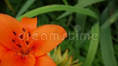 橙色植物百合球茎细节特写高清镜头-草本老虎百合花视频。 左边的作文。