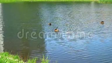 三只<strong>鸭子</strong>在池塘里<strong>游泳</strong>。 <strong>鸭子</strong>用羽毛做包皮。