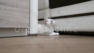 一只小猫从柜子后面猎来。