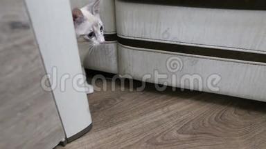一只小猫从柜子后面猎来。