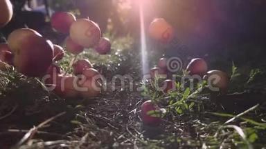 红熟汁苹果落在绿草上。 秋天在水果园或苹果园收获的时间