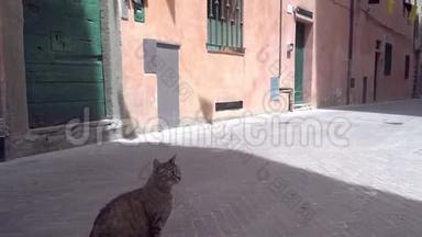 一只大肥猫坐在阿根廷蒙特街上