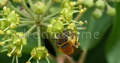 欧洲蜜蜂，蜜蜂，成熟蜜蜂，常春藤`的花，海德拉螺旋，诺曼底的成虫聚集花粉，