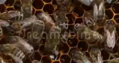 蜜蜂，蜜蜂，蜜蜂，女工人，照顾幼虫在Brood梳子，蜜蜂蜂巢在诺曼底，