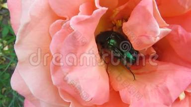 绿玫瑰花甲虫在玫瑰花丛中活跃地翻来覆去——34
