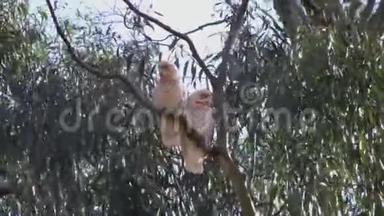 澳大利亚长嘴鸟在树胶树上