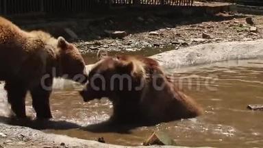 布朗熊在池塘的保护区里玩耍