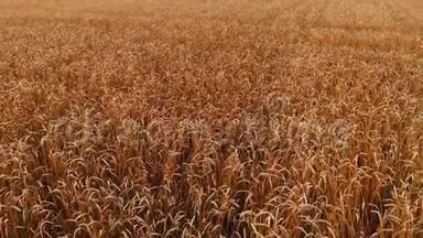 从成熟的麦田鸟瞰。 小麦的全景运动。 <strong>农业生产</strong>面包4k决议