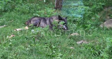 4的黑灰狼，犬狼疮，啃骨头