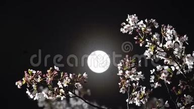 樱花或月下盛开的樱花