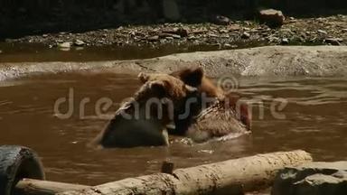 <strong>布朗熊</strong>在池塘的保护区里玩耍