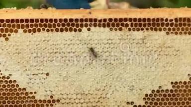 养蜂人从蜂巢和蜂窝中取出蜂蜜