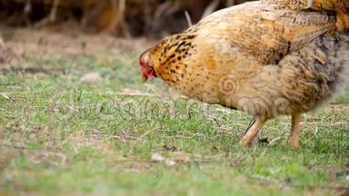 村内户外免费种鸡场.. 一群鸡从草丛中的鸡笼里出来。 天然有机鸡