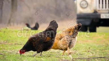 村内户外免费种鸡场.. 一群鸡从草丛中的鸡笼里出来。 天然有机鸡