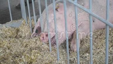 成<strong>年猪</strong>躺在马厩的干草上。 牲畜