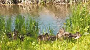 一只鸭子和<strong>小鸭</strong>子躺在水边。 一只可爱的母鸭走着她的<strong>小鸭</strong>子