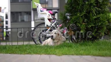 宠物的<strong>幸福生活</strong>-美丽的、整洁的纯种狗在房子院子里的草地上休息