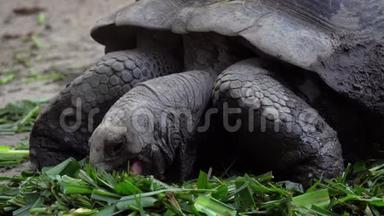 巨型加拉帕戈斯龟吃草