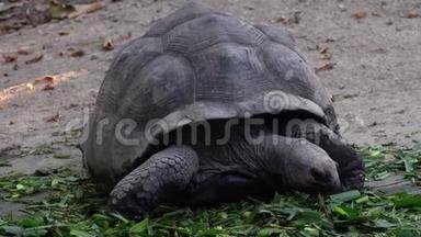 巨型加拉帕戈斯龟吃草