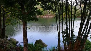 巴拉南01湖周围的热带森林