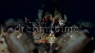 蟹黄在俄罗斯白海海底用爪子抓着战利品。