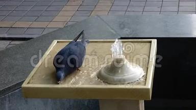 岩鸽（哥伦比亚利维亚）在喷泉中散步，喝酒