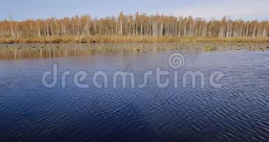 白俄罗斯<strong>生物圈</strong>保护区贝雷辛斯基。 秋天的景色与湖塘河和美丽的白桦林在另一个