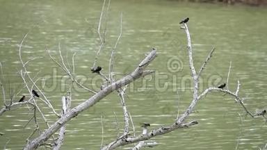 幼鸟：幼鸟：小鸟：小鸟：小鸟：小鸟：小鸟：坐在水面上的树枝上