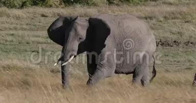 非洲大象、非洲小象、母亲和小牛穿过热带草原，肯尼亚马赛马拉公园，实时