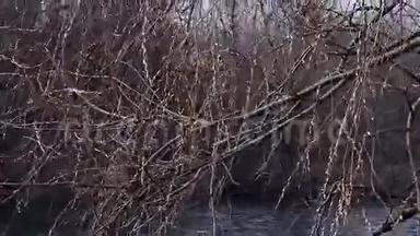 柳树挂在水面上.