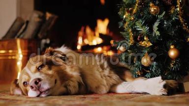 这只狗躺在一棵<strong>圣诞</strong>树附近，背景是燃烧的壁炉。