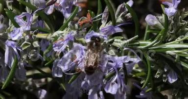 欧洲蜜蜂，蜜蜂，蜜蜂，蜜蜂觅食迷迭香花，授粉行为，诺曼底，实时4K