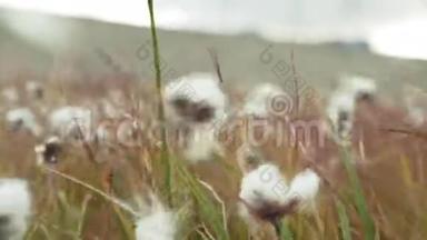 棉花田白，成熟的棉花准备收割。 田间种植棉花