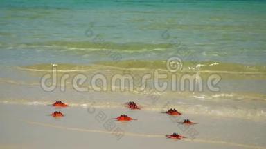 岛上海滩上的碧水.. 慢吞吞的。 美丽的大红鱼位于海洋海岸。 慢动作