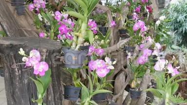 大温室，有美丽的百合兰花。 植物园里许多娇嫩的紫色花朵