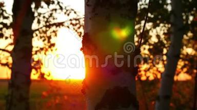 在日落的背景下，森林中<strong>树干</strong>的特写。 阳光穿过<strong>树干</strong>. 运动