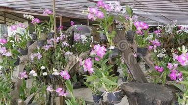 大温室，有美丽的百合兰花。 植物园里许多娇嫩的紫色花朵