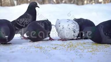 鸽子在雪地里吃谷物。 媒体。 公园里一群鸽子在雪地里吃着散落的谷粒