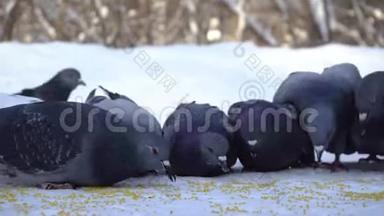 鸽子在雪地里吃谷物。 媒体。 公园里一群鸽子在雪地里吃着散落的谷粒
