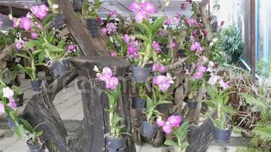 <strong>大</strong>温室，有美丽的百合兰花。 植物园里许多娇嫩的<strong>紫色花朵</strong>
