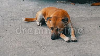 红色流浪狗躺在泰国一个城市的街道上