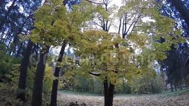 十月公园彩景秋色背景，黄叶从树上飘落