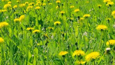 绿荫上盛开的黄色蒲公英。 春天的绿野花