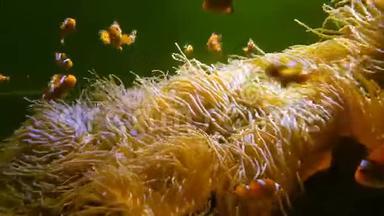 4K. 尼莫小丑鱼在五颜六色的健康珊瑚礁上的海葵中游泳。 海葵尼莫群在水下游泳。
