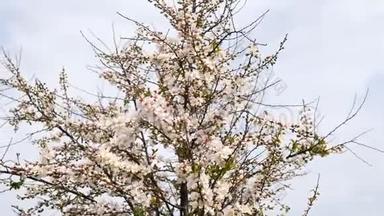 春季系列花卉：日本灌木樱花在微风中小簇簇，近景，4K<strong>电影</strong>