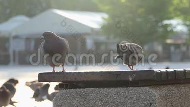 两只鸽子坐着，走在一块水泥板上，上面是一些栅栏